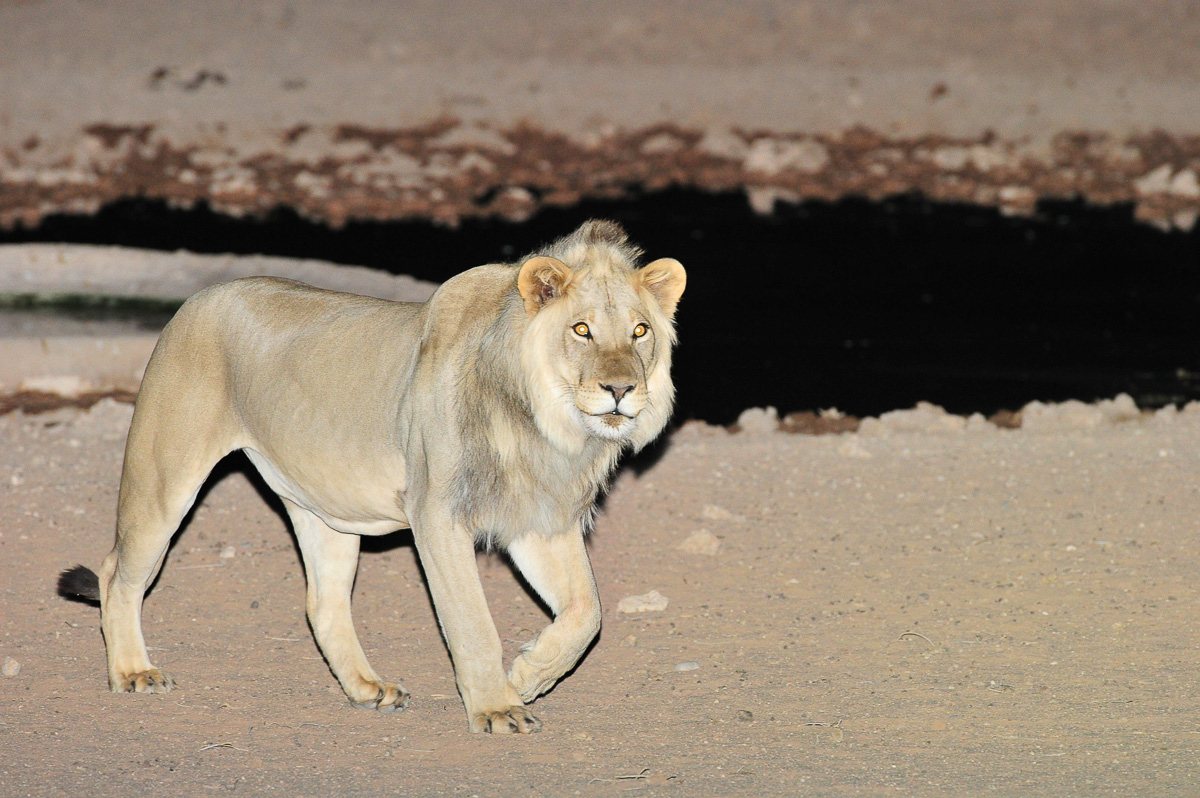 Male lion walking away from the waterhole in front of our cabin at Urikaruus
