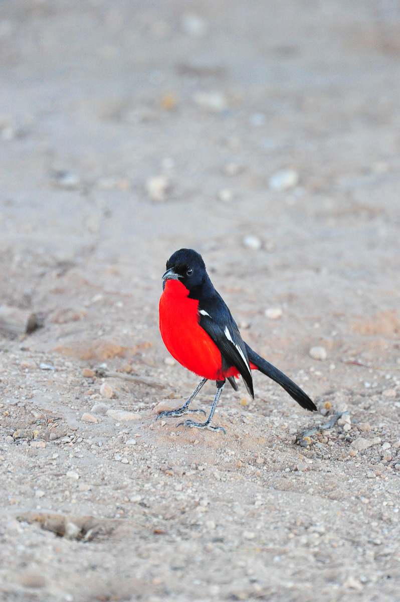 Urikaruus Crimson breasted shrike