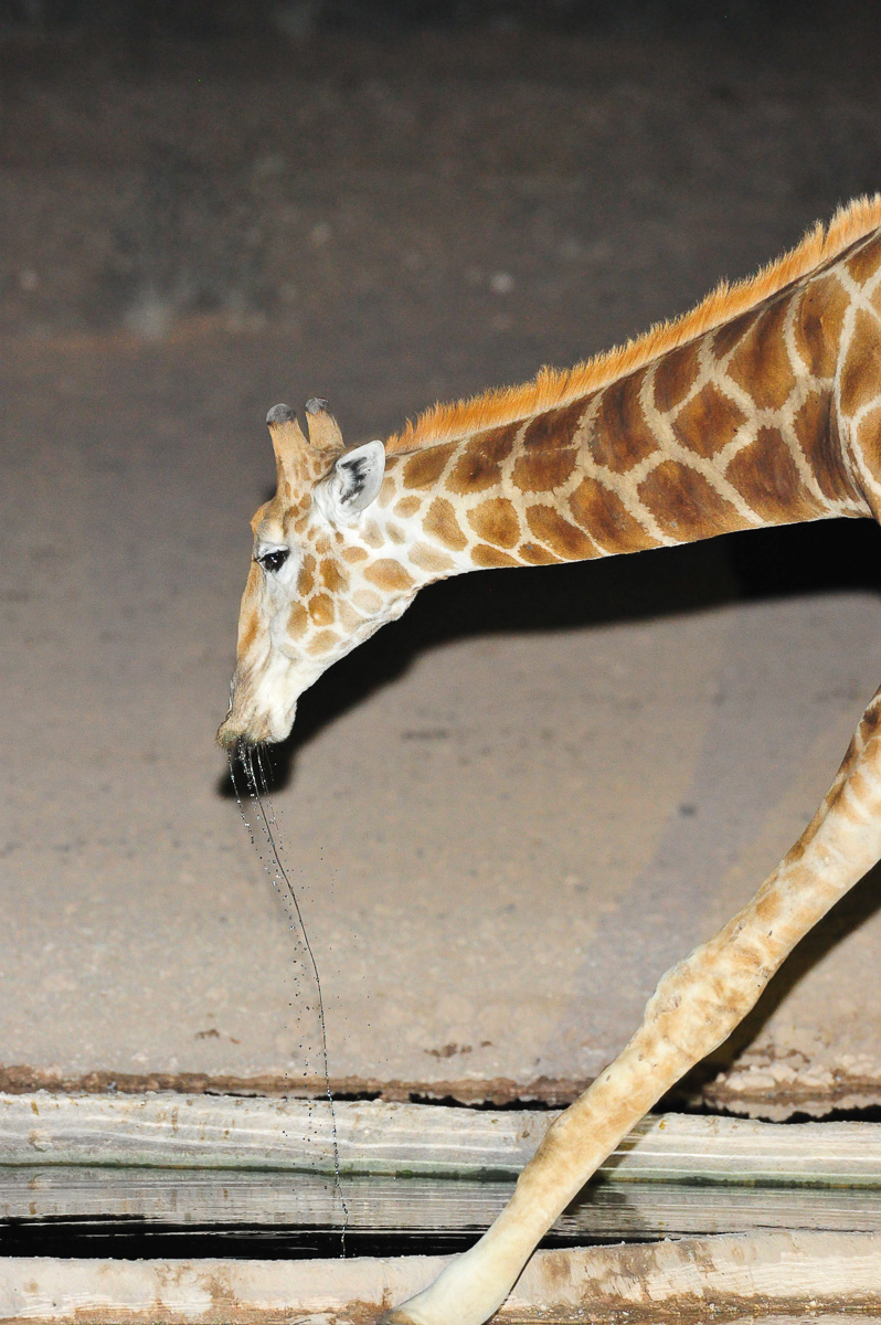 Urikaruus Giraffe drinking at the waterhole