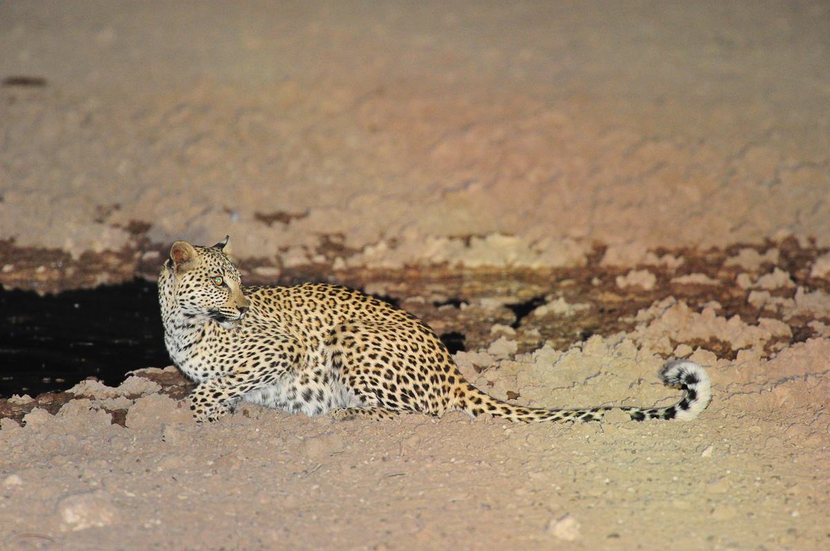 young leopard at Urikaruus waterhole