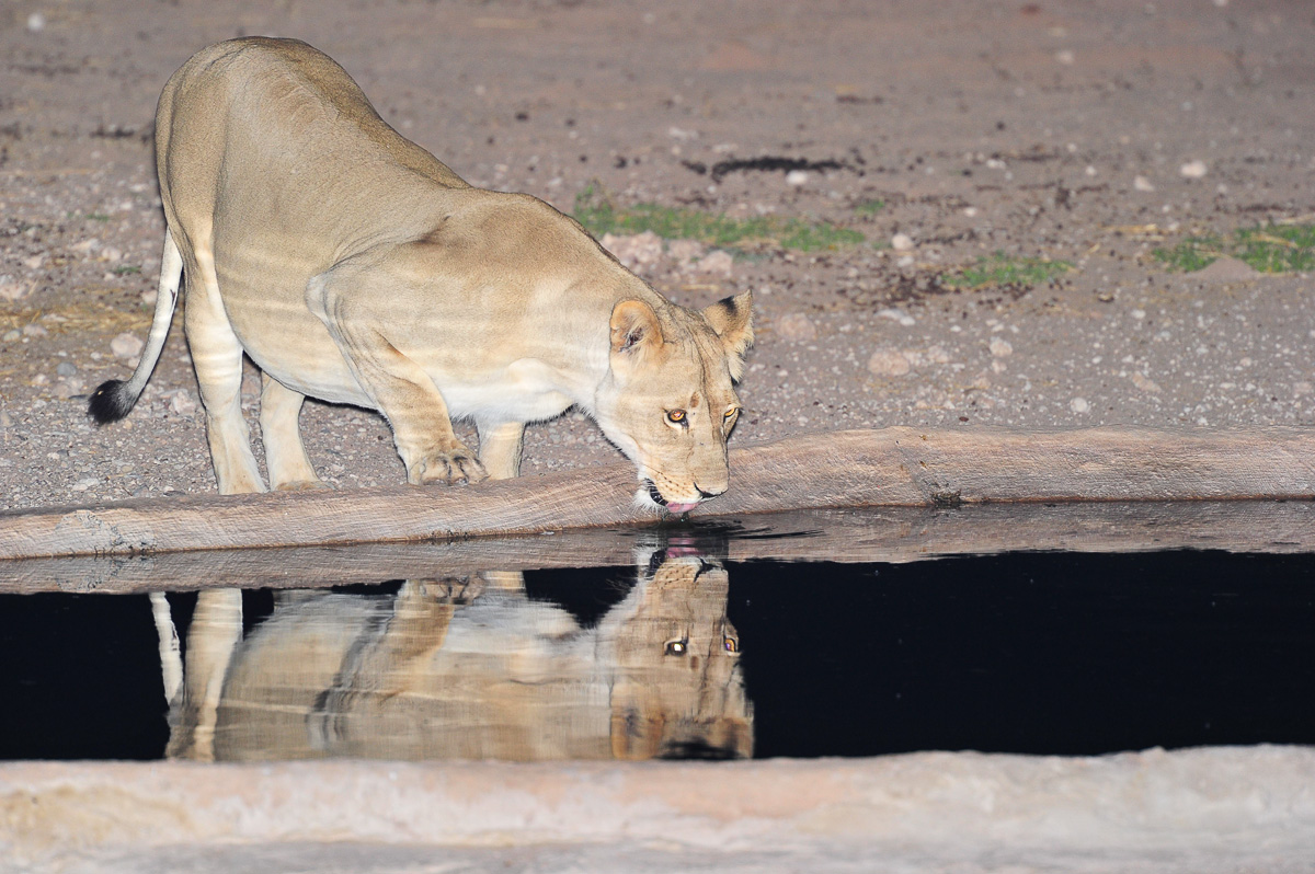 Lioness drinking at night at Urikaruus waterhole