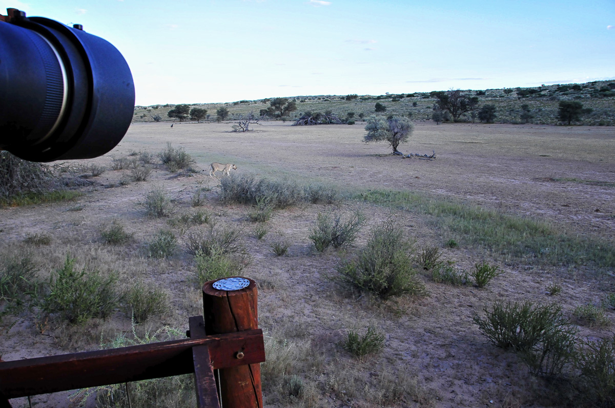 Photographing a Lioness walking to Urikaruus waterhole