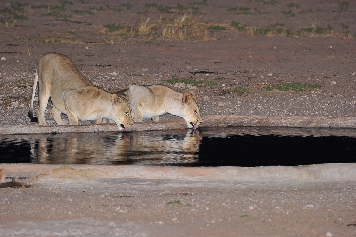 Two lioness drinking at the Urikaruus waterhole at nigh