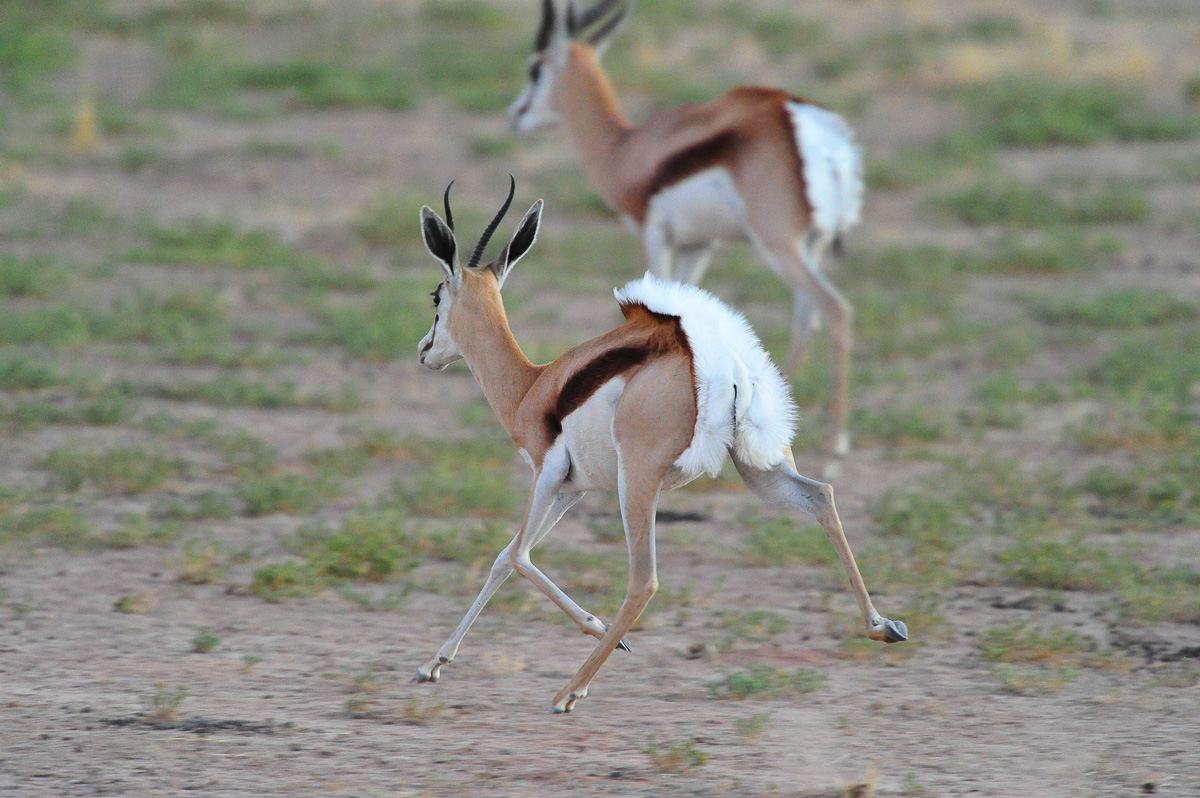 Pronking springbok in front of Urikaruus camp
