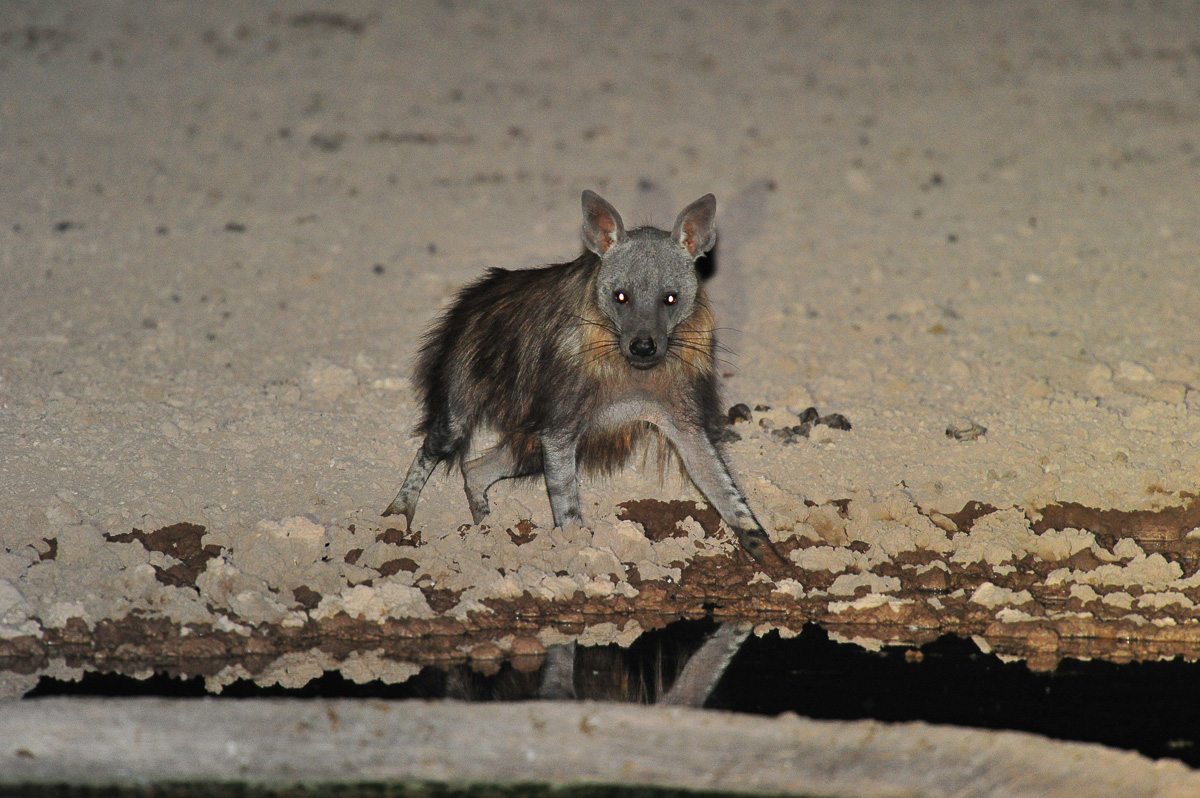 brown hyena drinking at Urikaruus waterhole