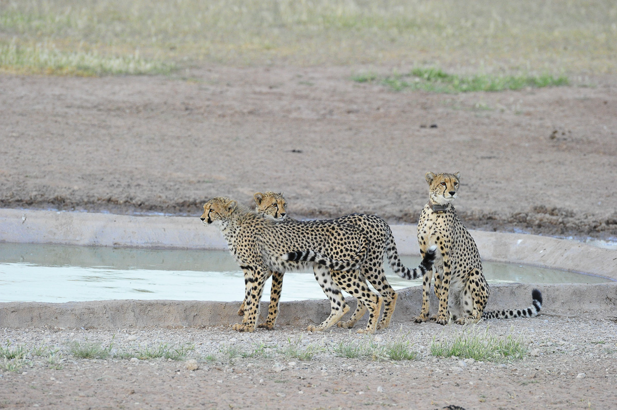 mother cheetah with her two cubs at Urikaruus waterhole