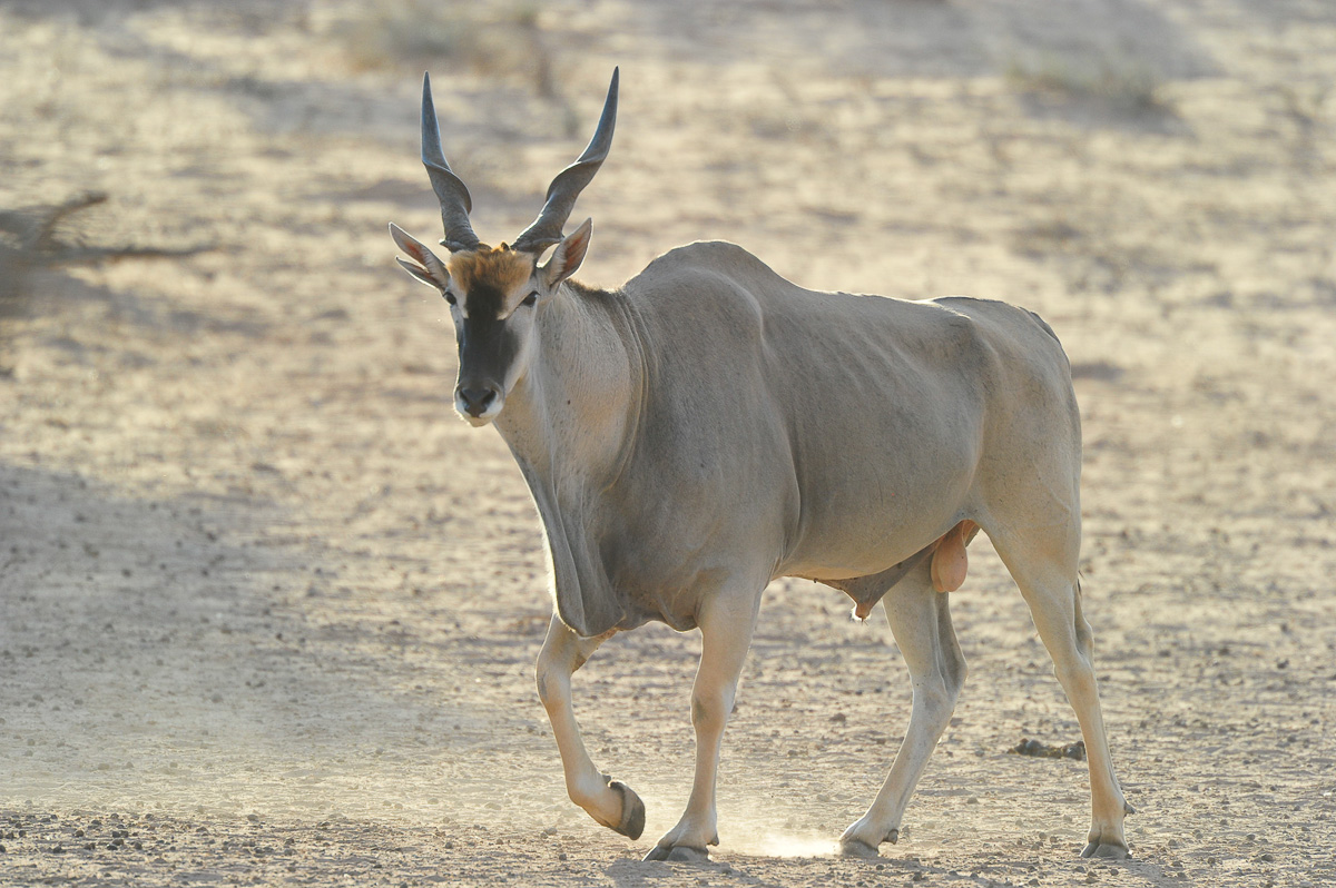 An Eland at Urikaruus Wilderness camp