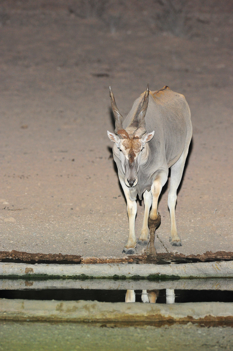Eland drinking at Urikaruus waterhole