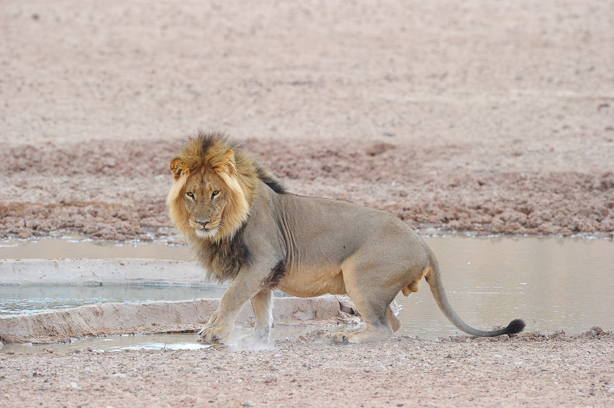 Male lion at Urikaruus waterhole