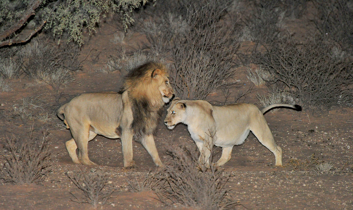 mating lions in front of Urikaruus camp