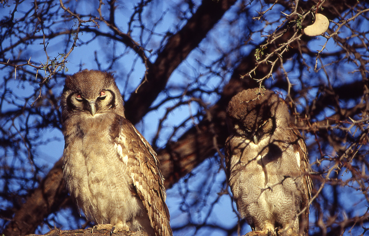 Verreaux Owls at Grootkolk