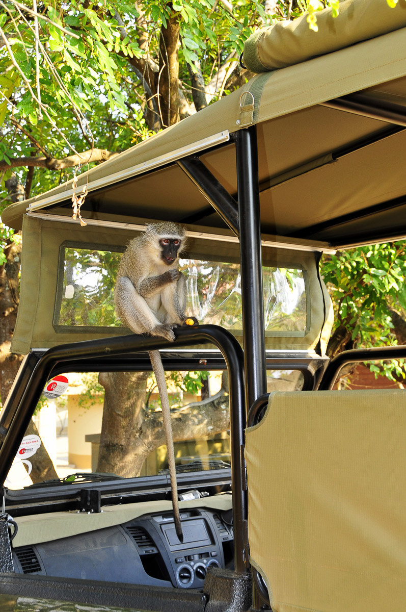 Vervet monkey sitting on Game viewing vehicle in Berg en Dal camp in the Kruger National Park