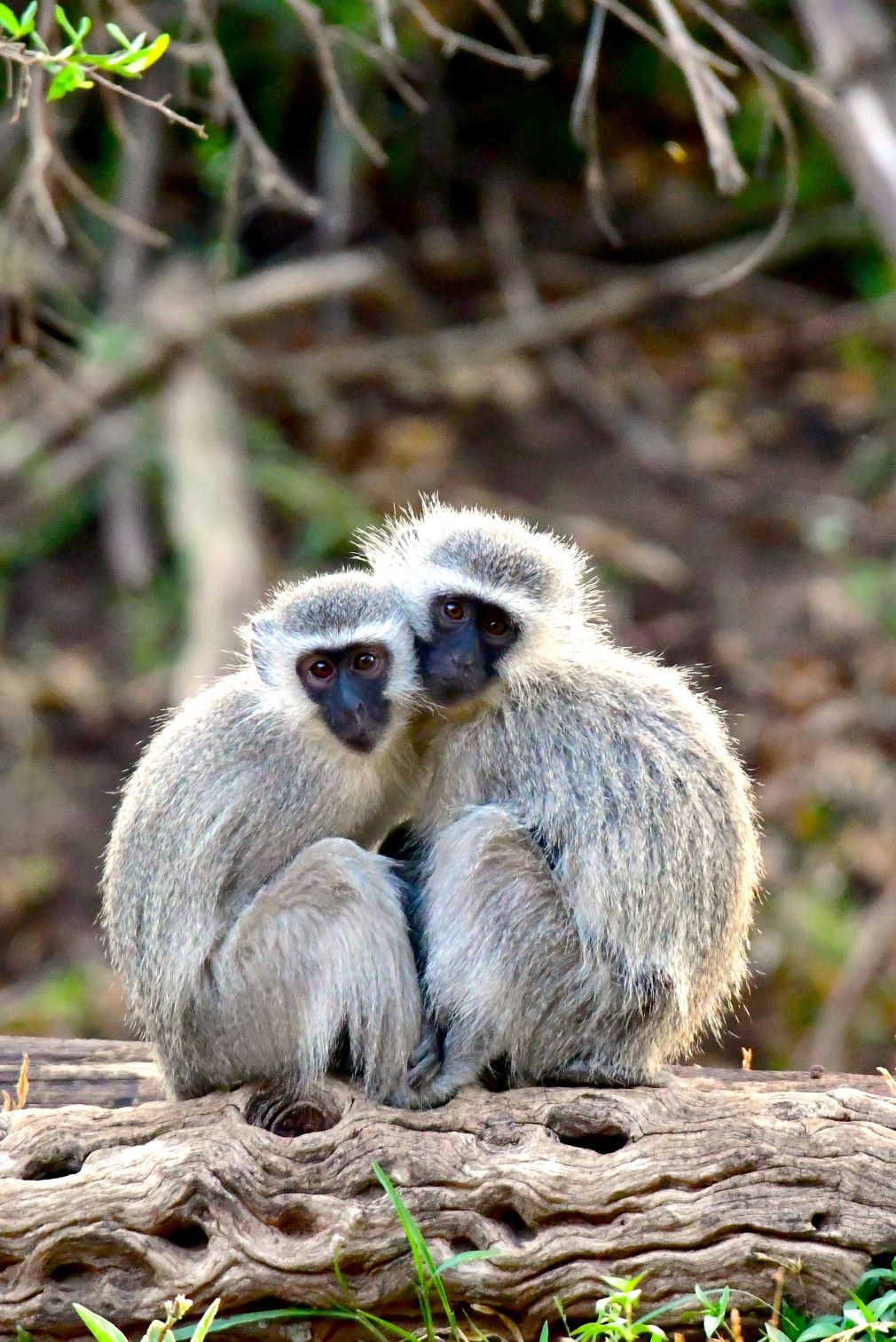 Vervet Monkeys-image taken from the bridge at Madikwe River Lodge Vervet Monkeys-image taken from the bridge at Madikwe River Lodge