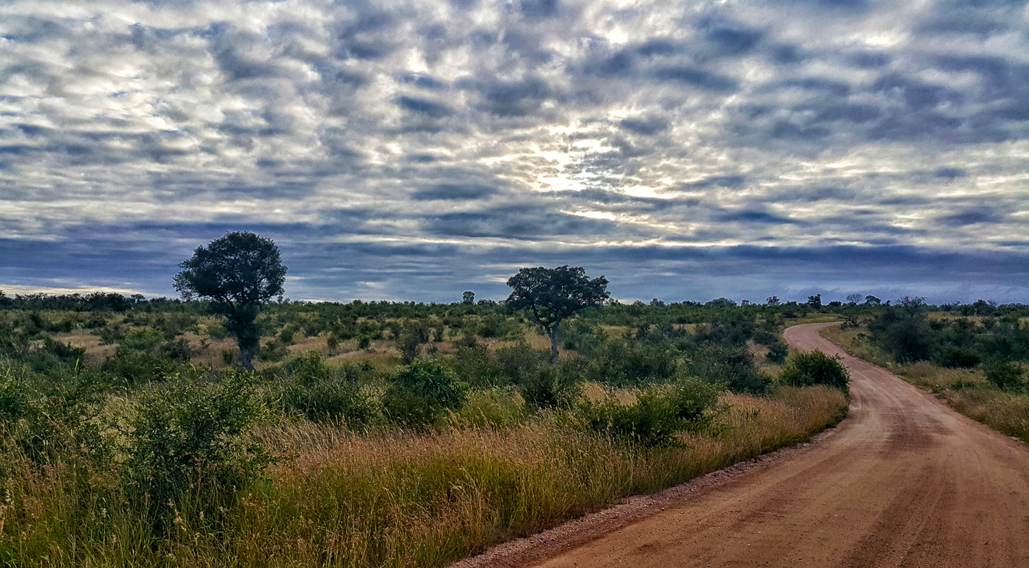 View of H2-2 Voortrekker road between Pretoriuskop and Afsaal in the Kruger National Park