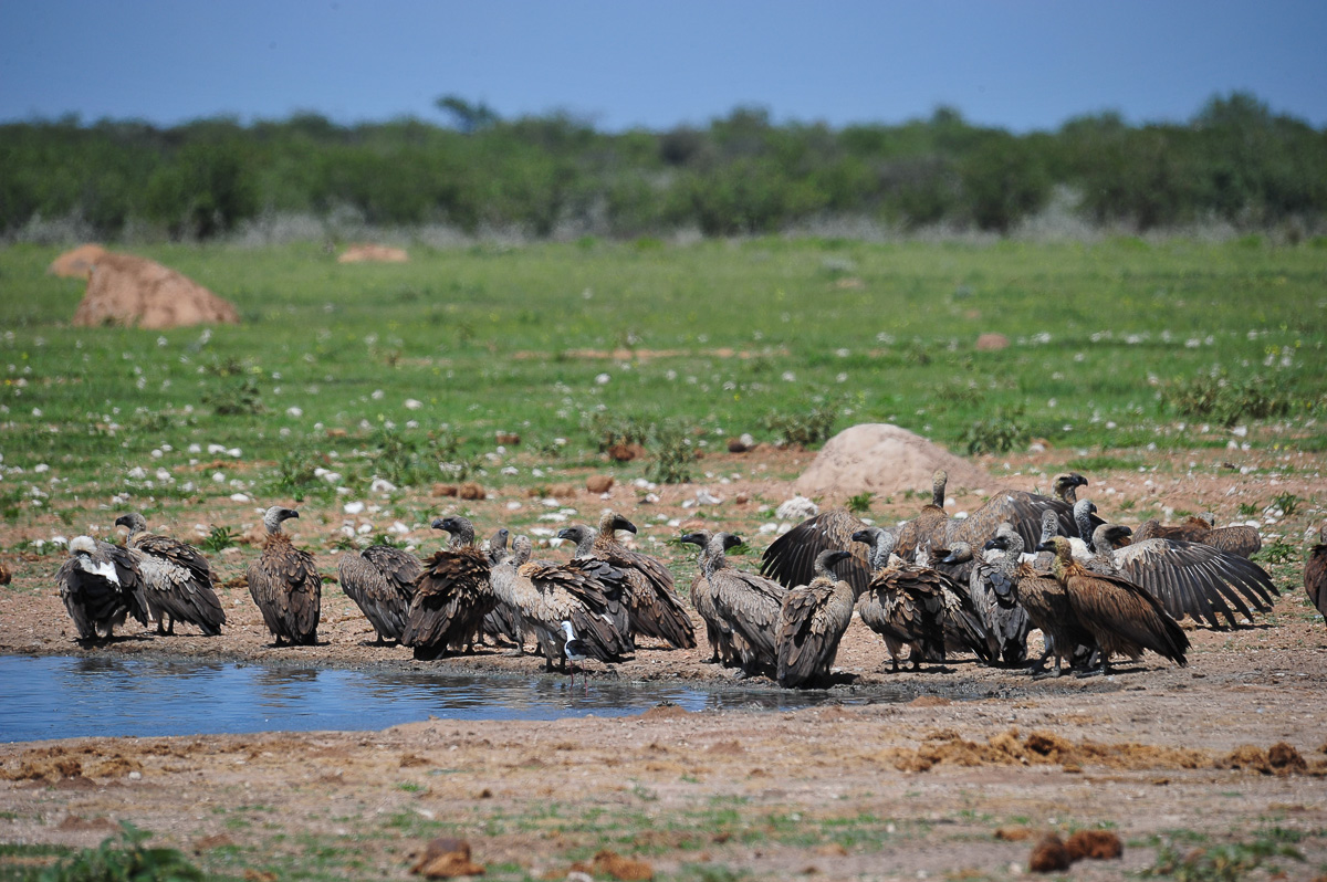 Vultures at the waterhole in Etosha