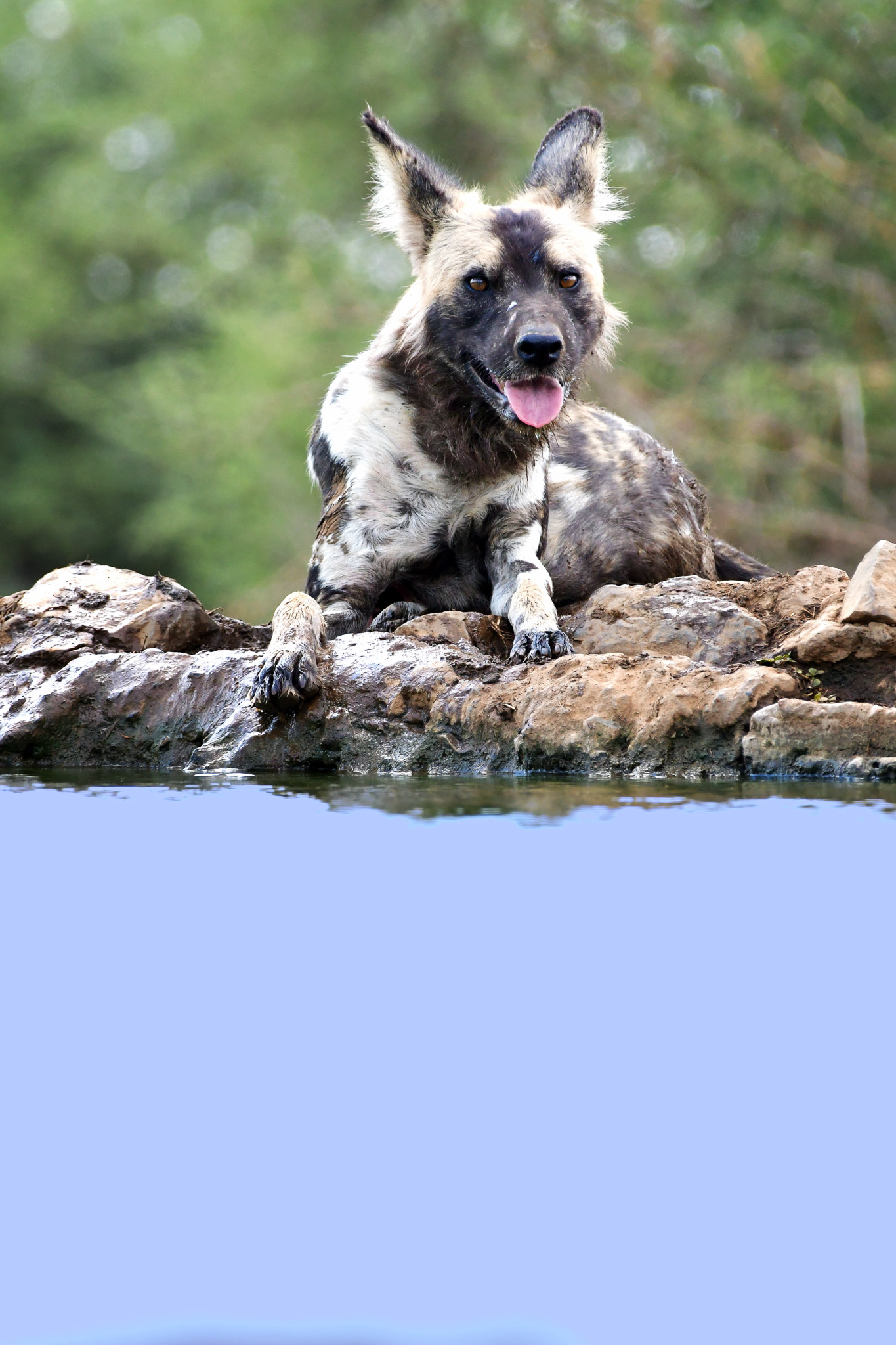 Wild dog at Last Word Madikwe waterhole