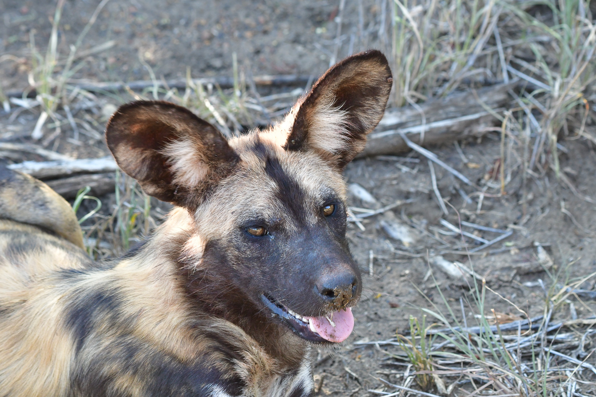 african wild dog in Madikwe