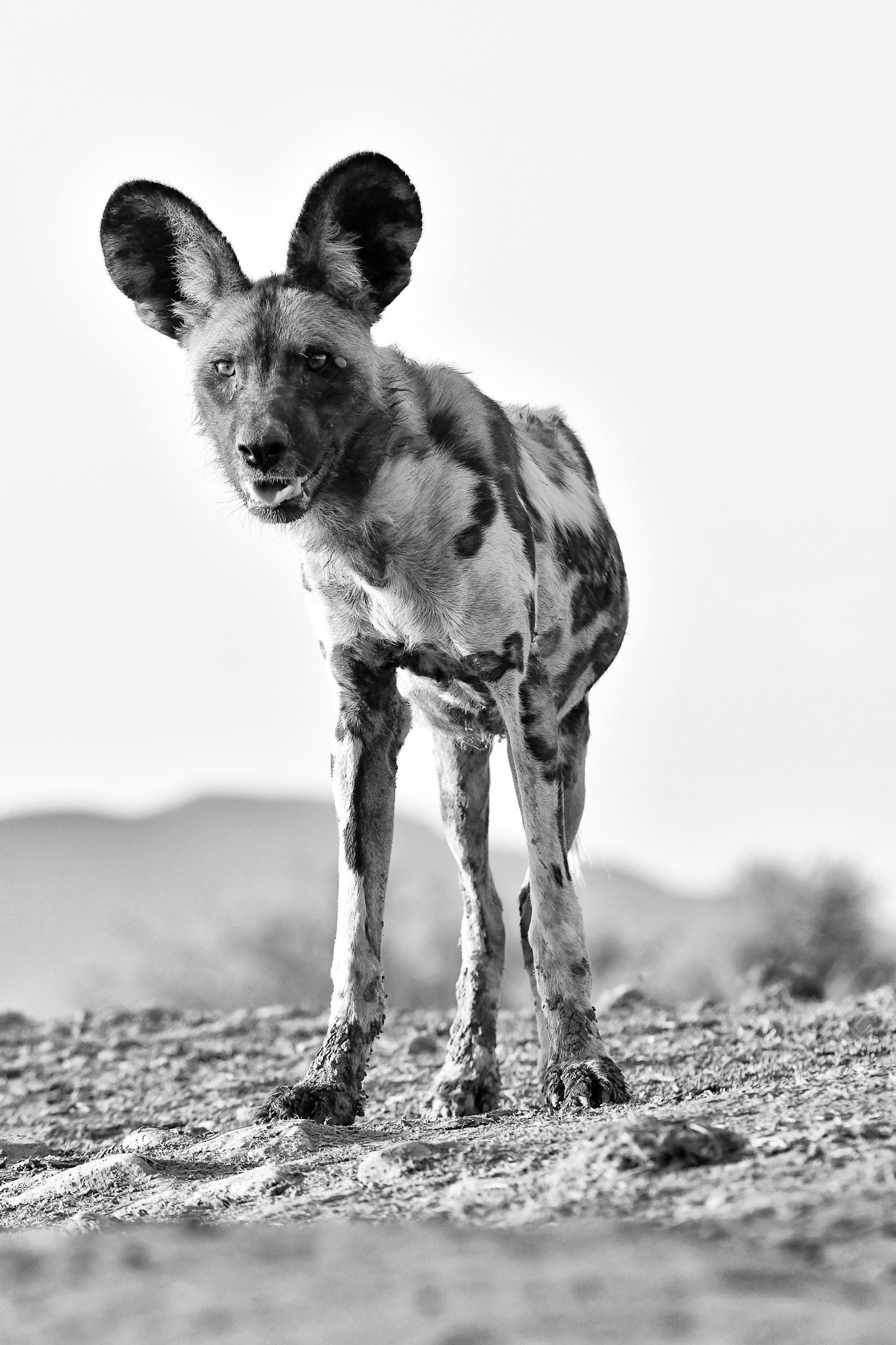 Wild dog at LWM underground hide