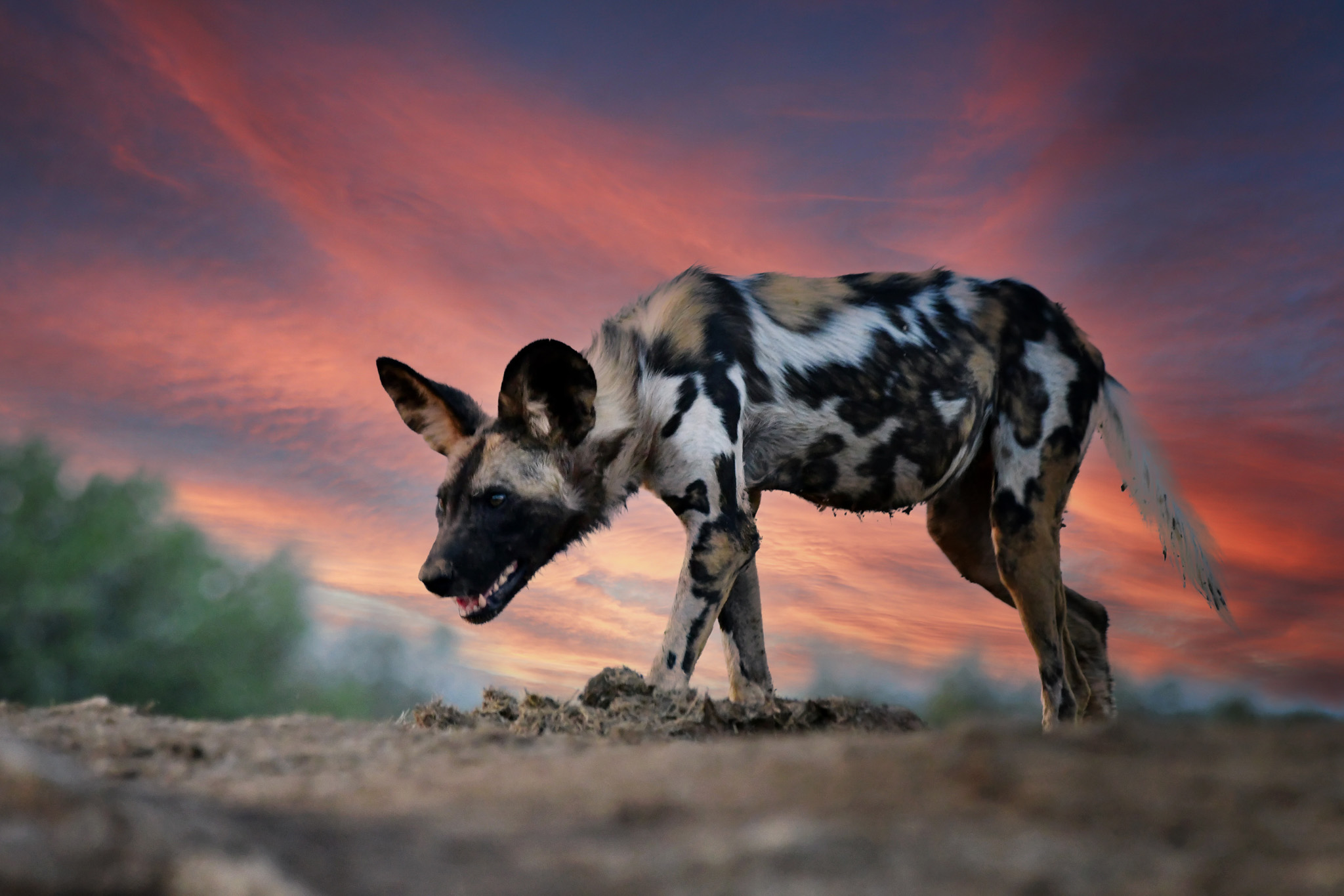 Wild dog from LWM underground hide at sunset