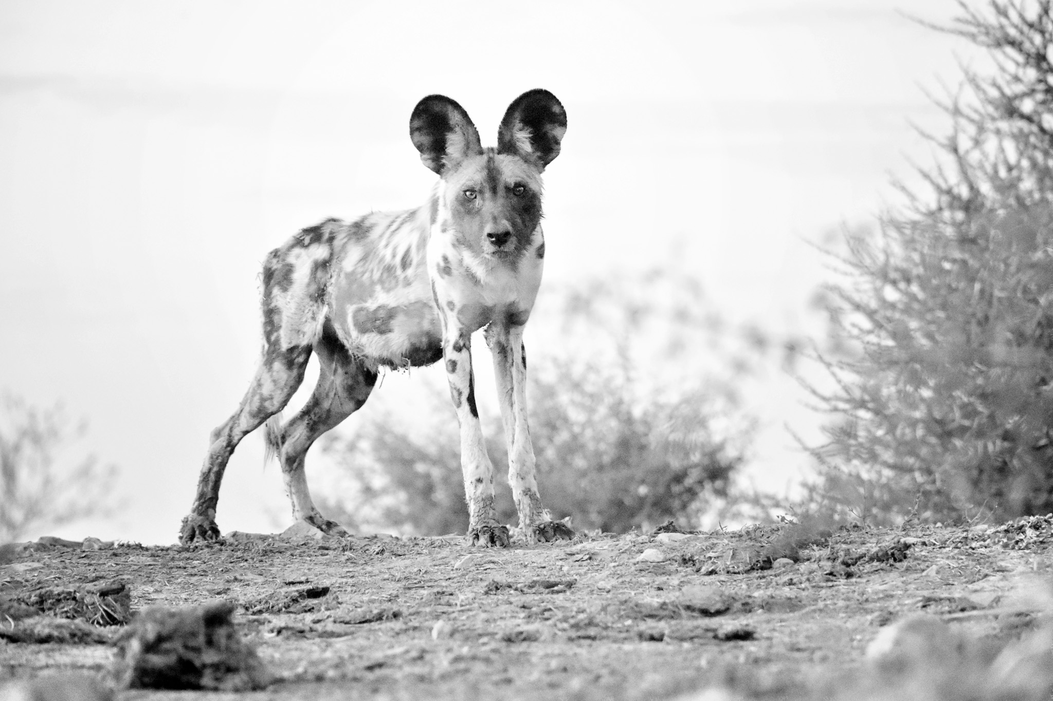 Wild dog from LWM underground hide B&W-2