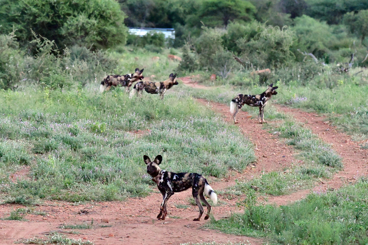 wild dogs at the back of Madikwe River Lodge