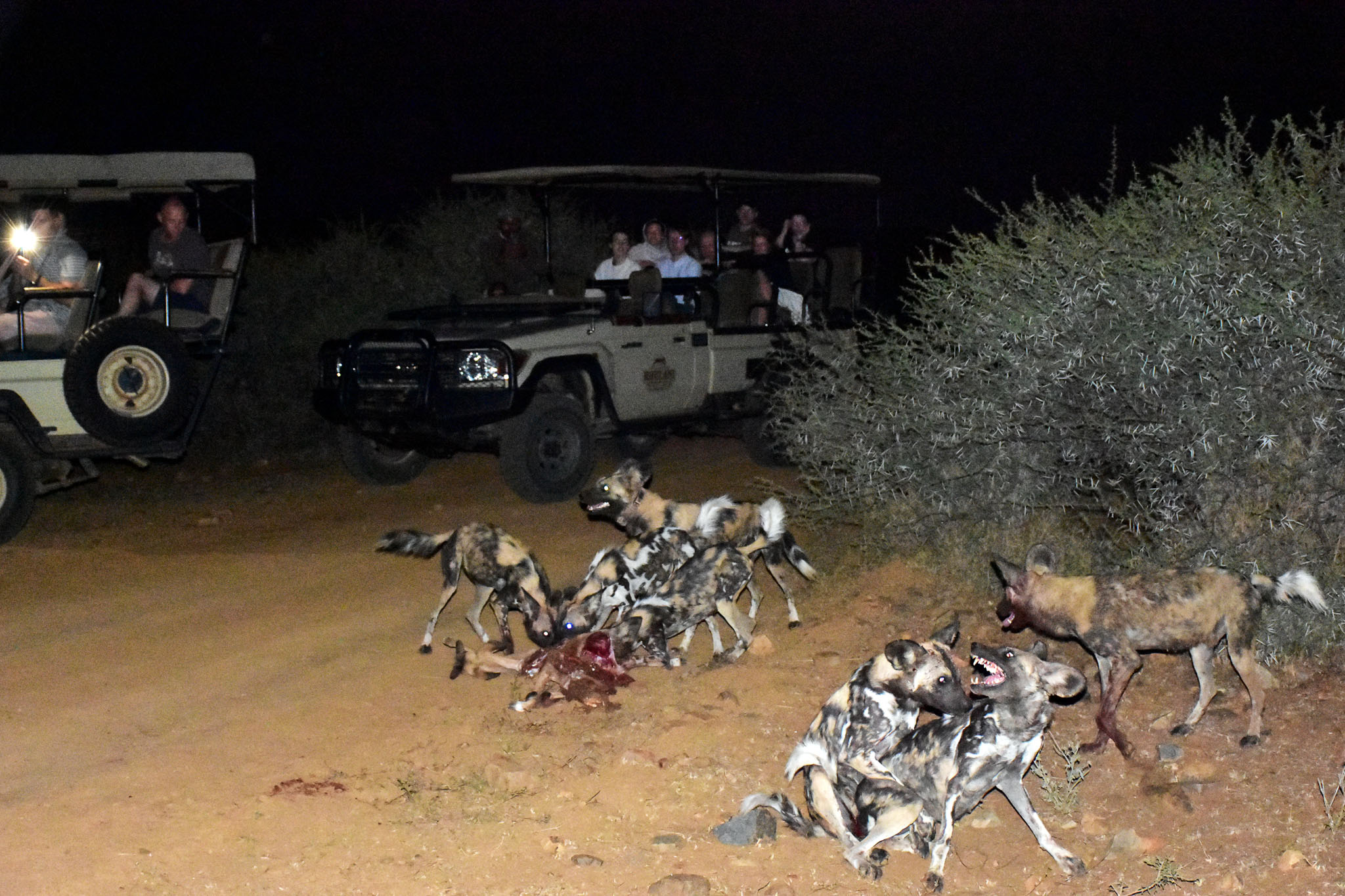 wild dog kill at Last Word Madikwe entrance