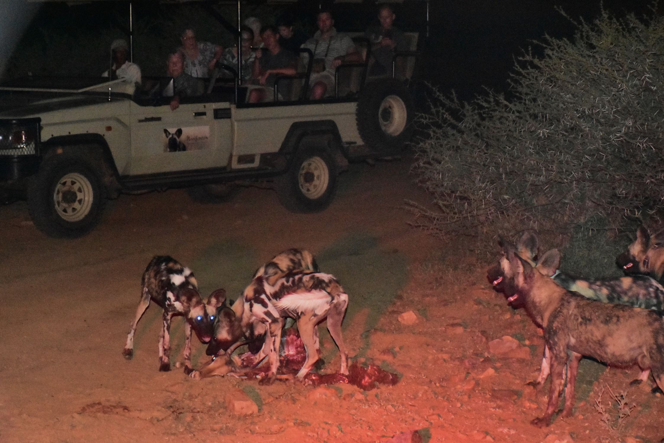 Wild dogs on a kill at Last Word Madikwe gate Wild dogs on a kill at Last Word Madikwe gate