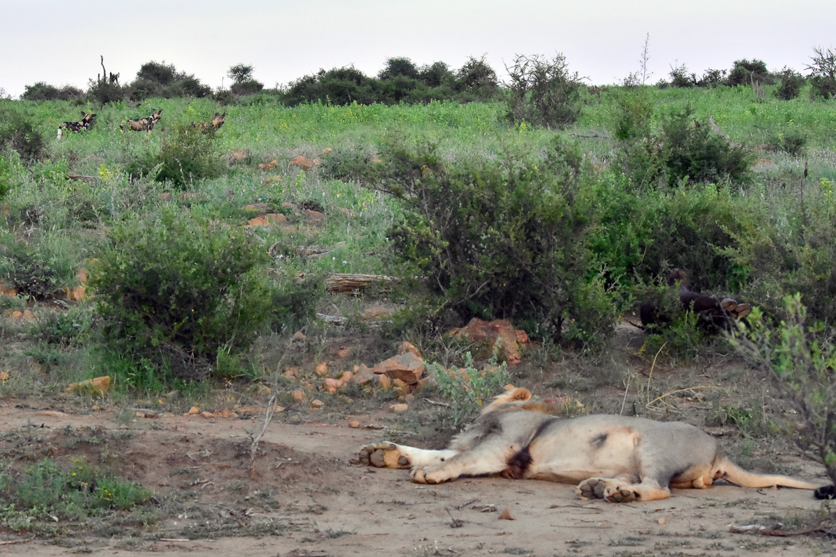 wild dogs behind young lion
