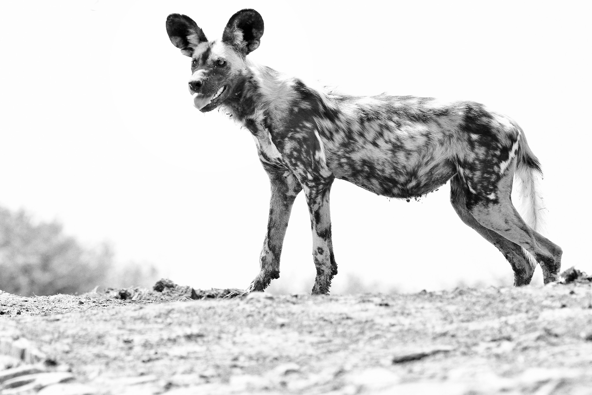 Wild dog from LWM underground hide B&W