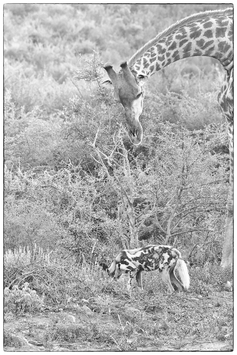 wild dog meets giraffe in road #2