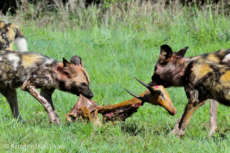 african wild dog being hunted