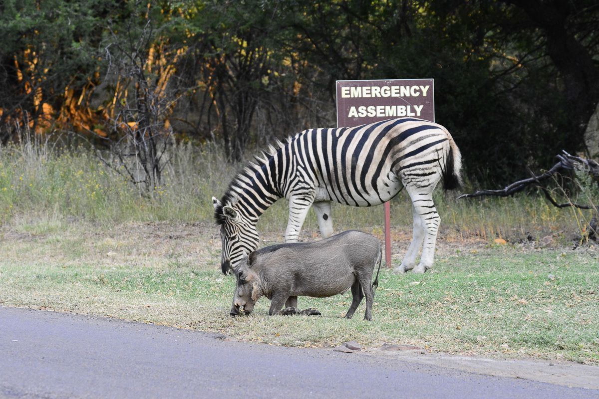 Warthog and Zebra Manyane