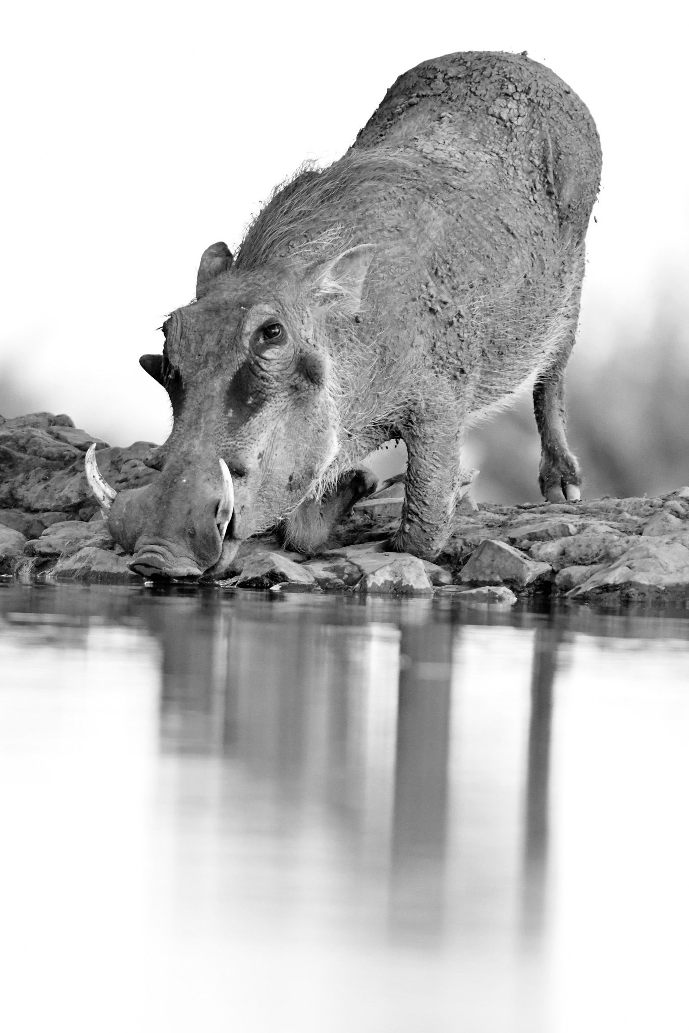 warthog drinking at the Last Word Madikwe waterhole
