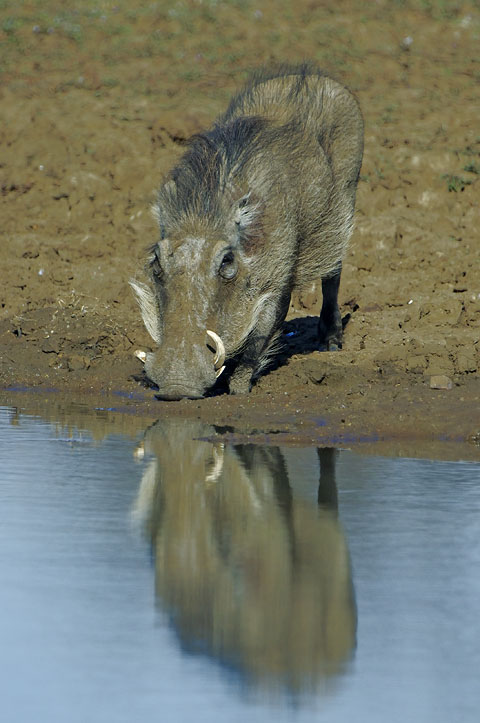 warthog in Pilanesberg