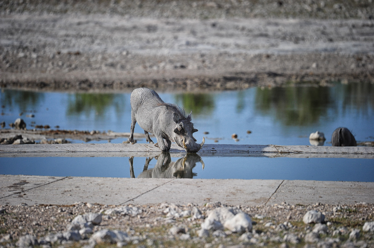 Warthogs drinking in western Etosha