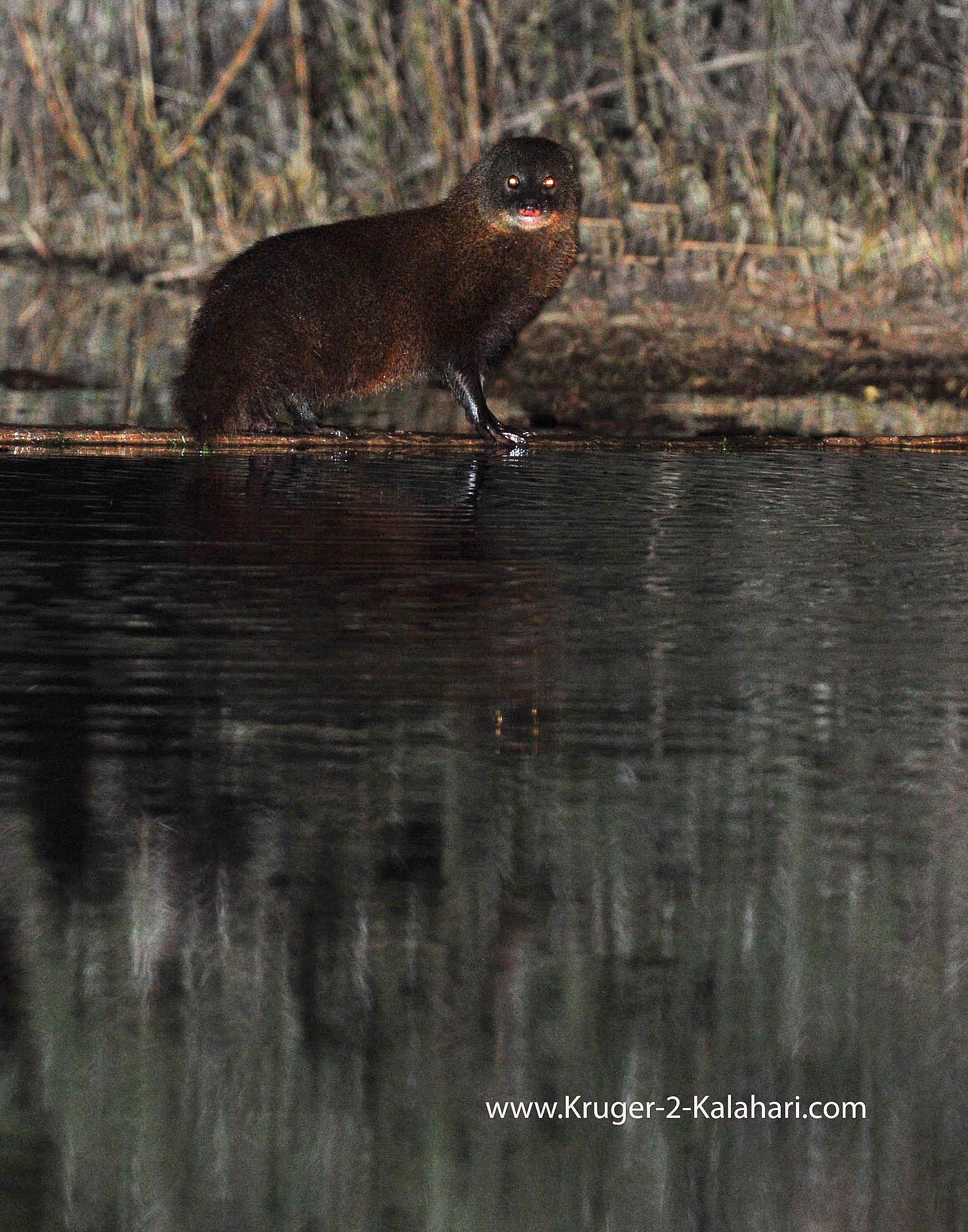 Water Mongoose image taken from the hide at Kwa Maritane