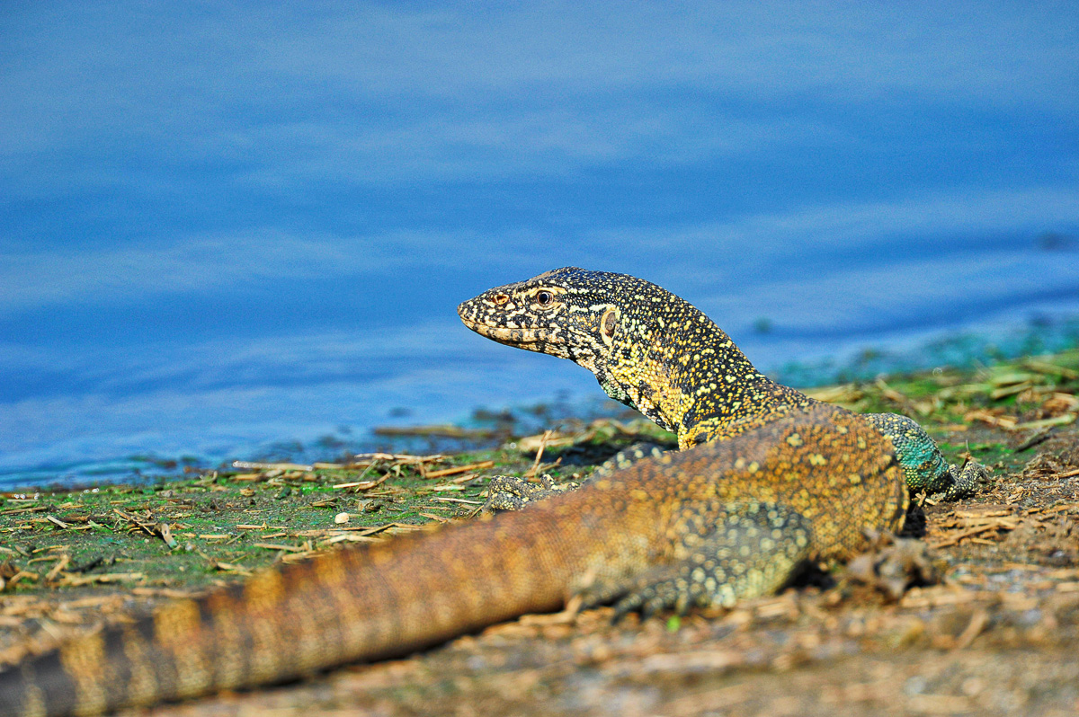 Water monitor at Sunset Dam