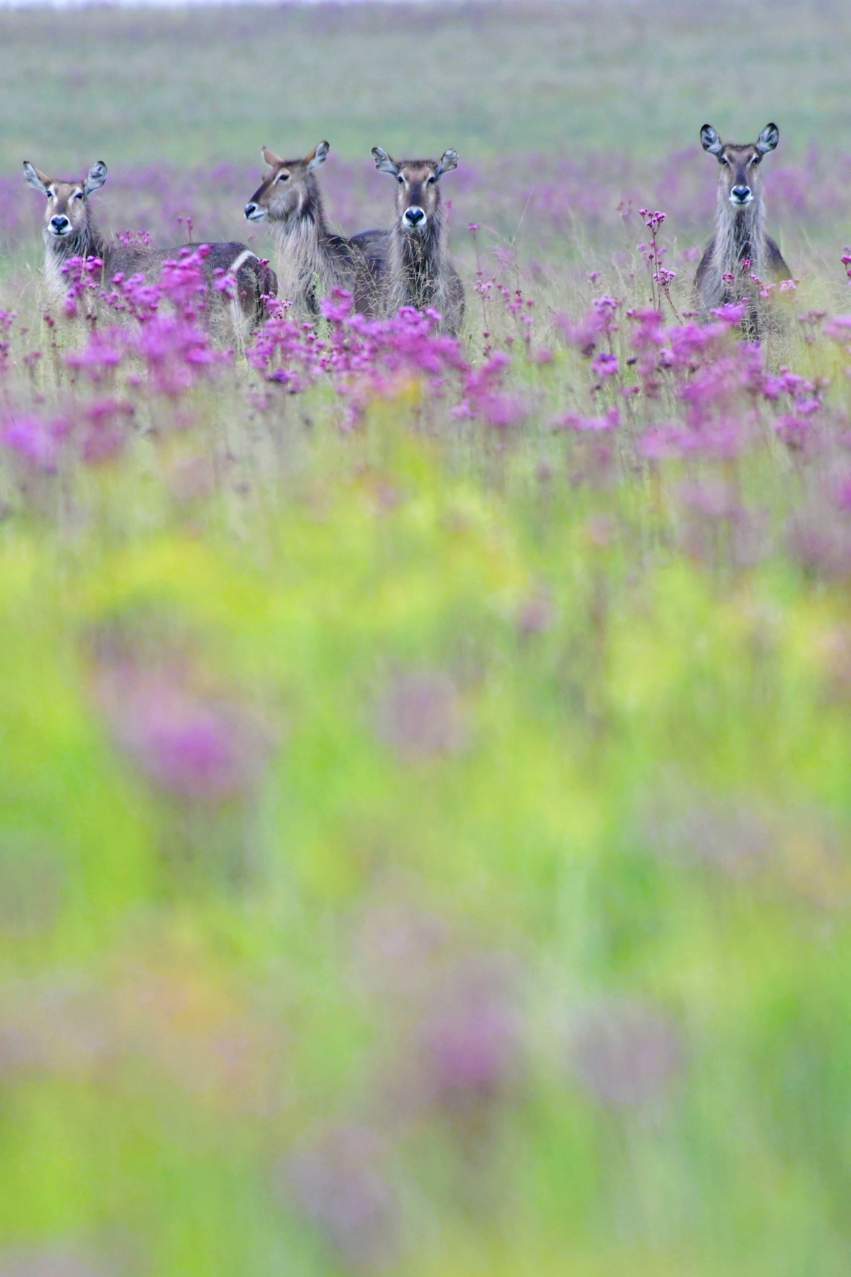 waterbuck in flowers waterbuck in flowers