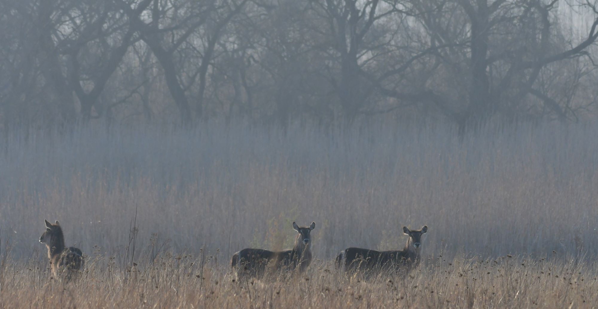 waterbuck on misty morning waterbuck on misty morning