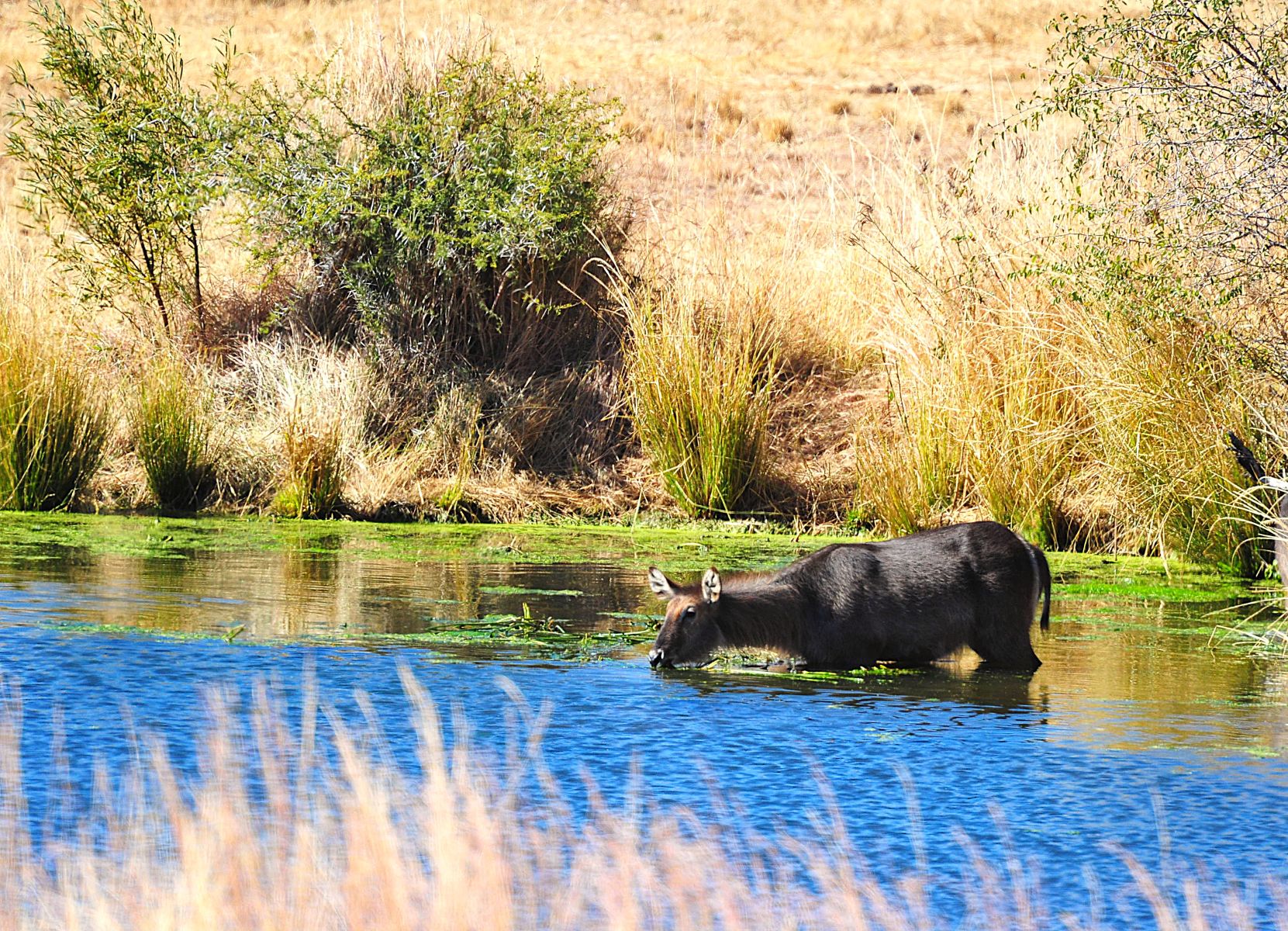 Waterbuck drinking at Bakubung waterhole