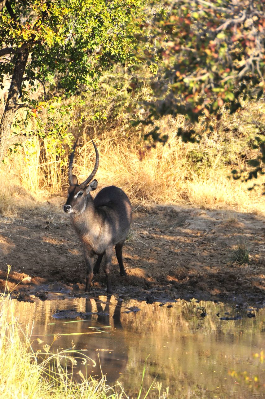 Waterbuck drinking at the waterhole at Pilanesberg Private Lodge