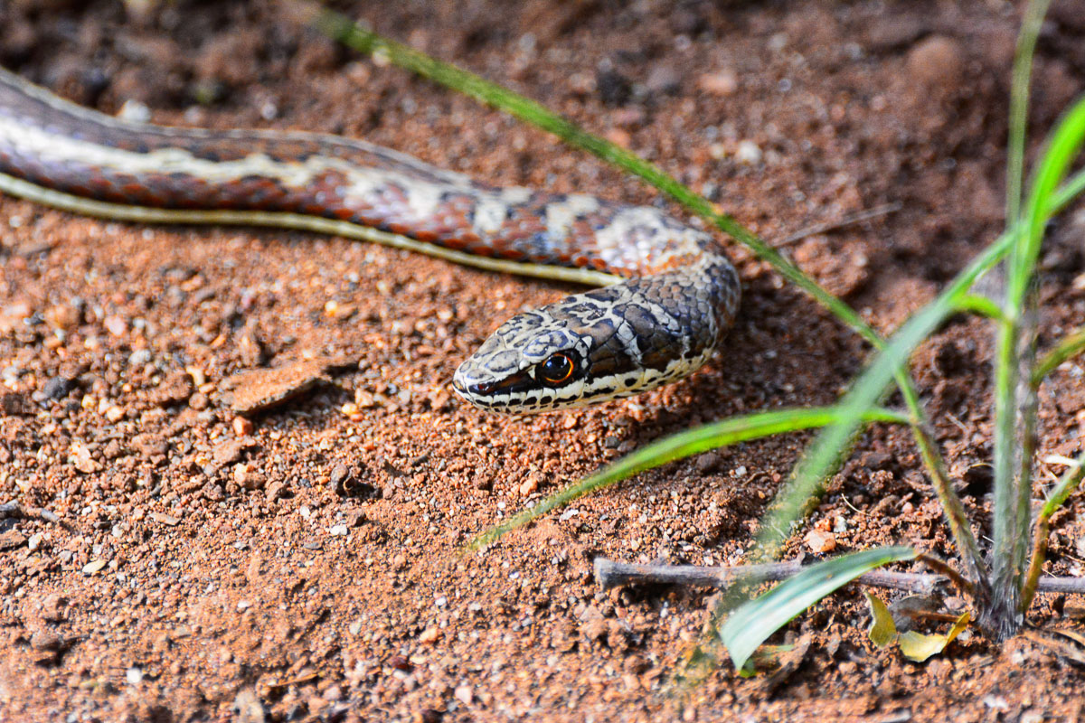 Western Yellow Bellied Sand Snake taken in Kruger