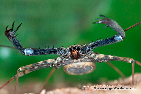 whiptail scorpion whiptail scorpion