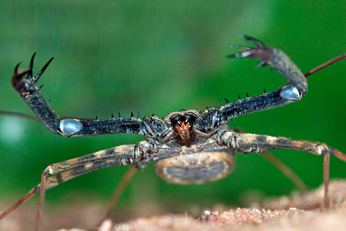 Whip tailed Scorpion this macro shot was taken in Orpen camp