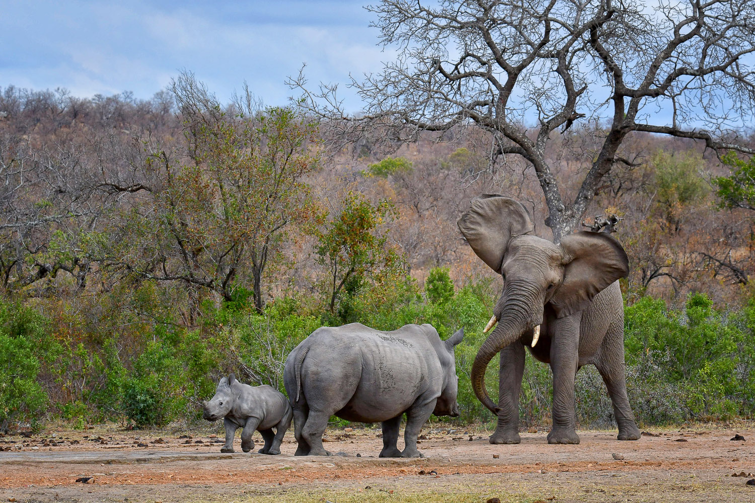White Rhino with her calf having a standoff with an Elephant at a waterhole in the Kruger National Park