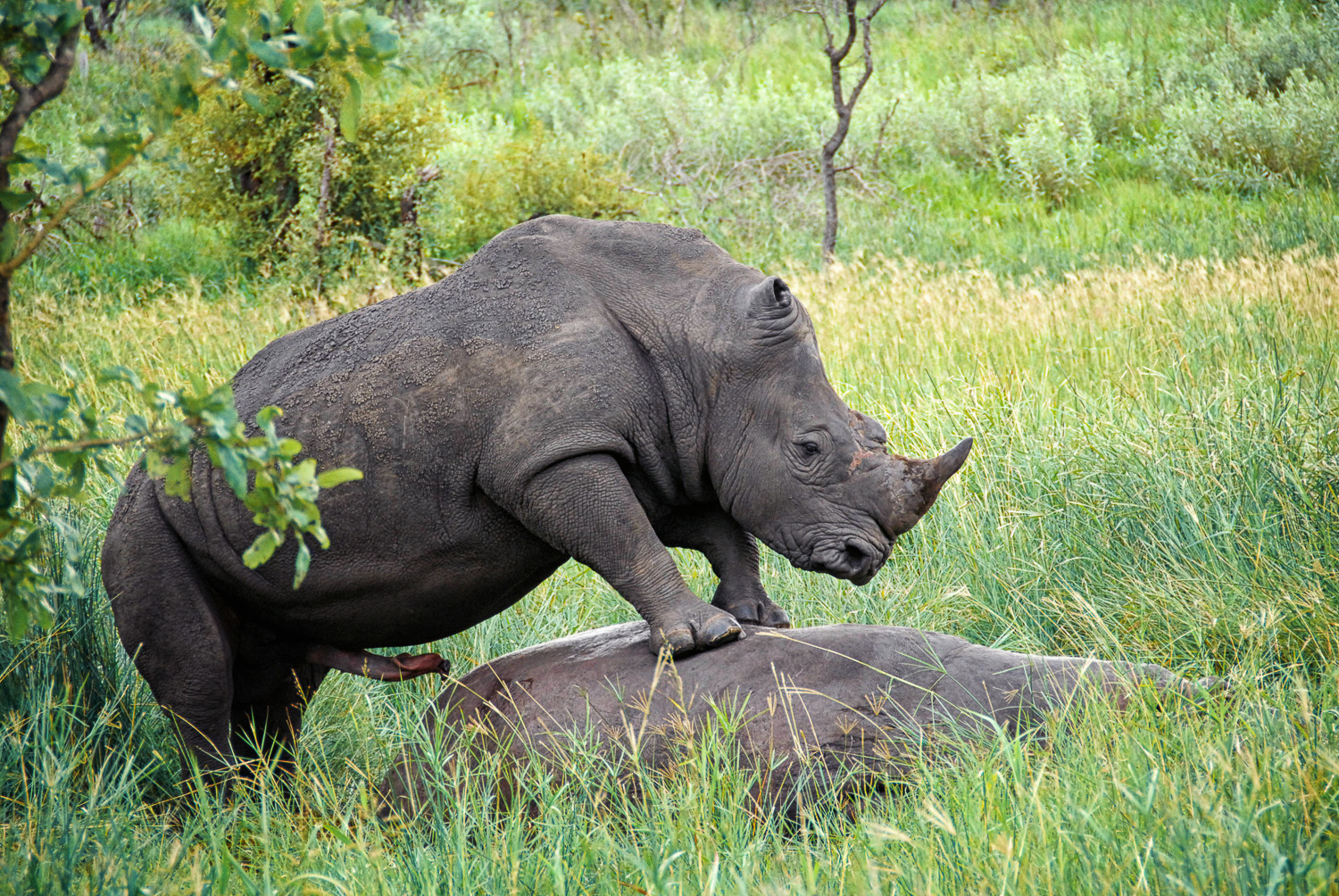 Ore the White Rhino trying to mate with a dead Hippo at the Bowkerkop waterhole near Mopani camp in the Kruger National Park