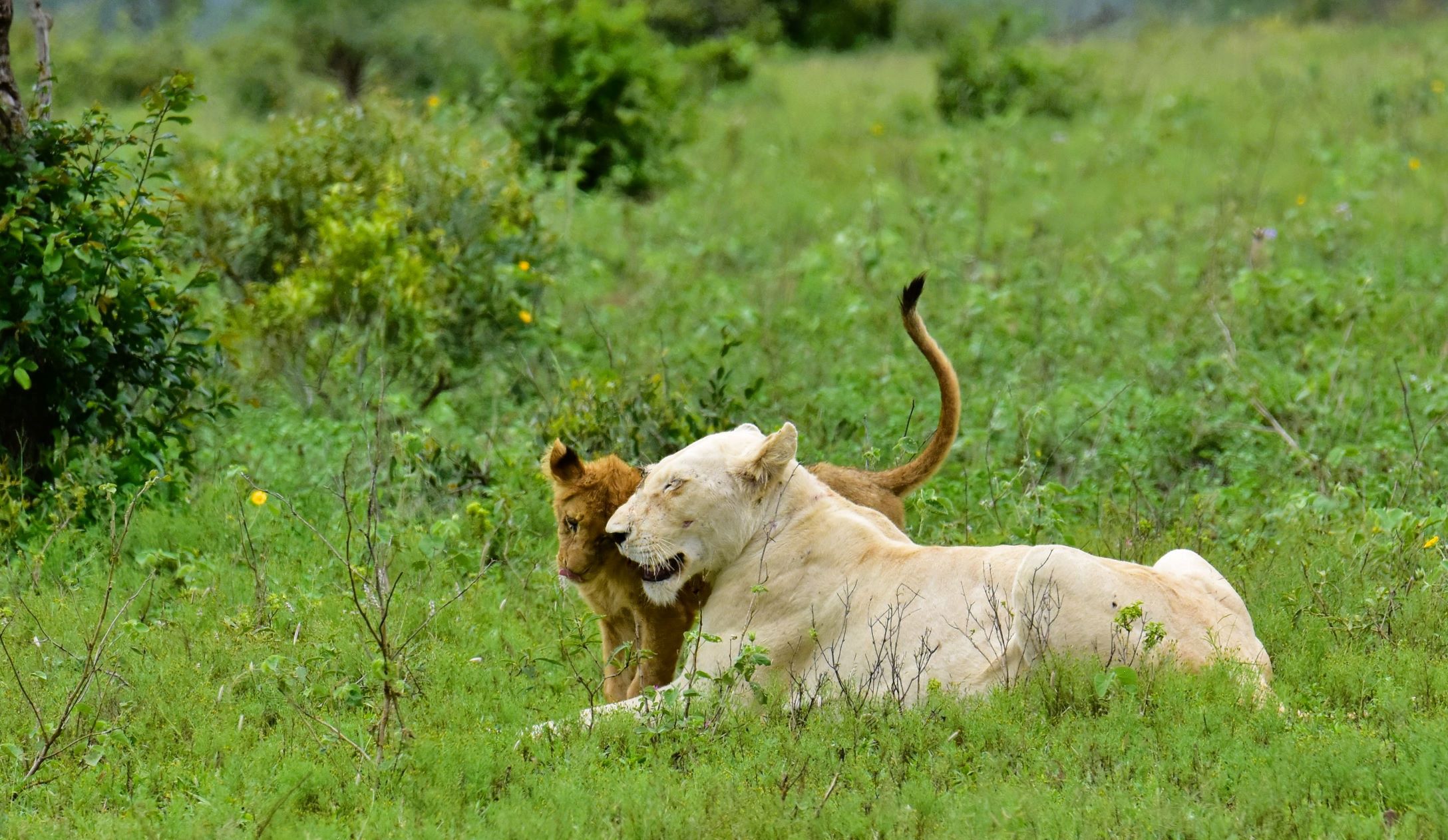 White lioness of the Birmingham pride