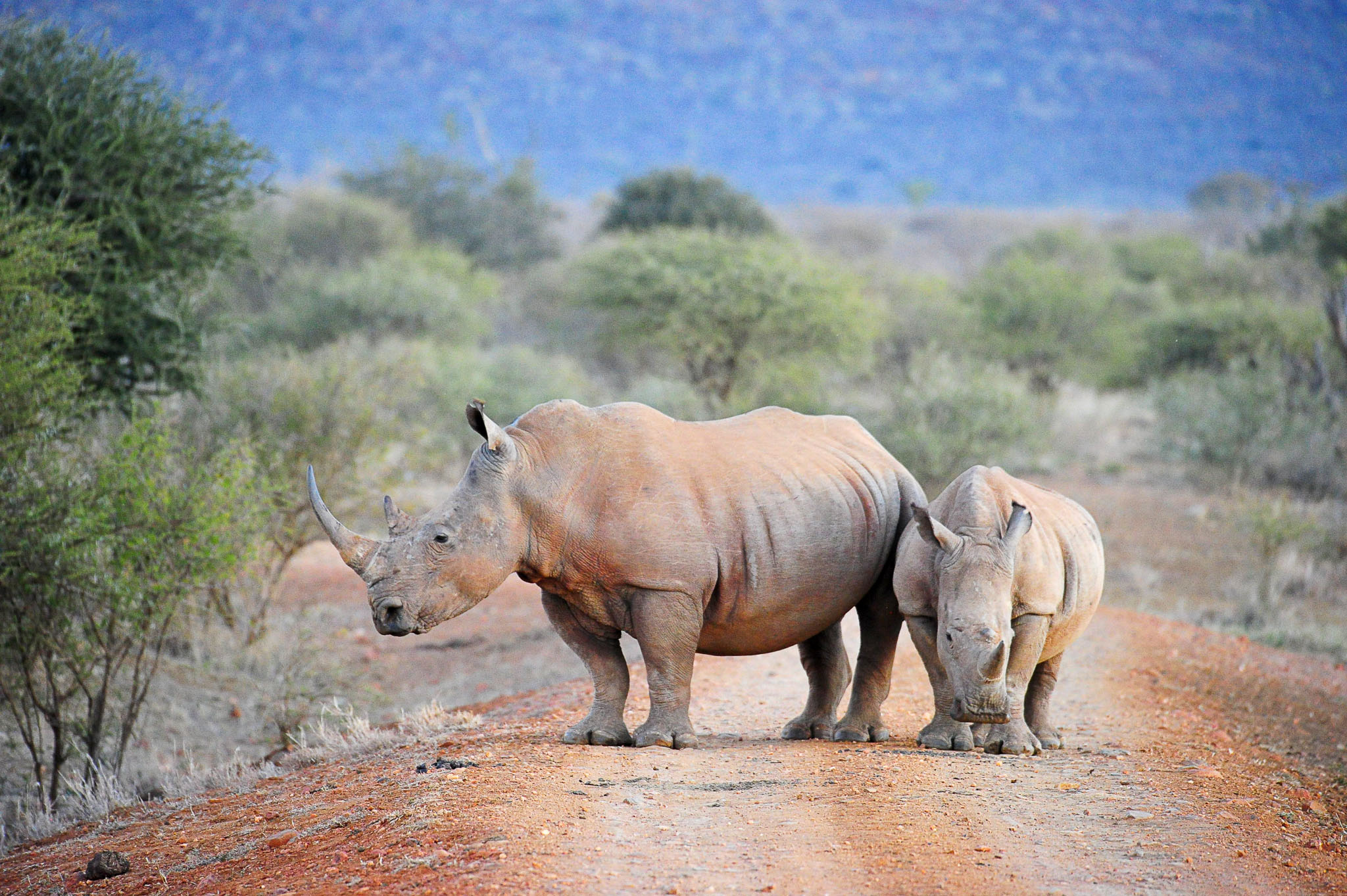 two white rhinos in Madikwe