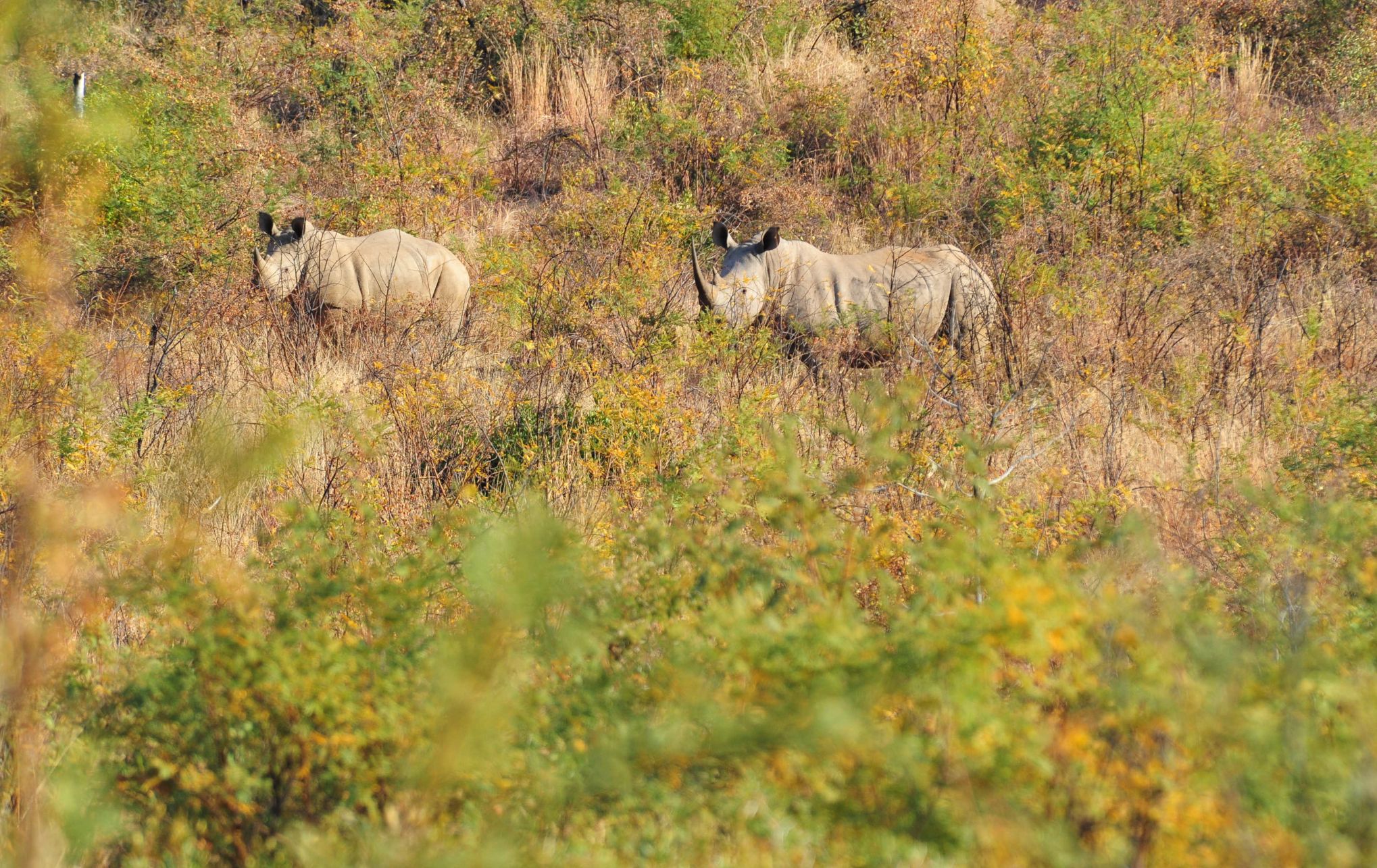 White Rhino seen on our Safari walk at Pilanesberg Private Lodge