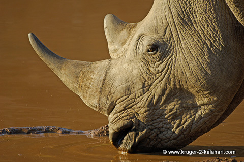 White rhino at Pilanesberg